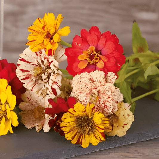 Zinnia Peppermint Stick Zinnia Elegans Flower Seeds