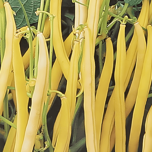 Wax Bean Seeds Orinoco Phaseolus Vulgaris 100 Grams