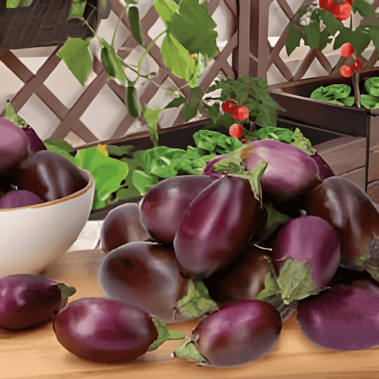 Mini Eggplant Seeds Solanum Melongena Patio Baby F1 Variety