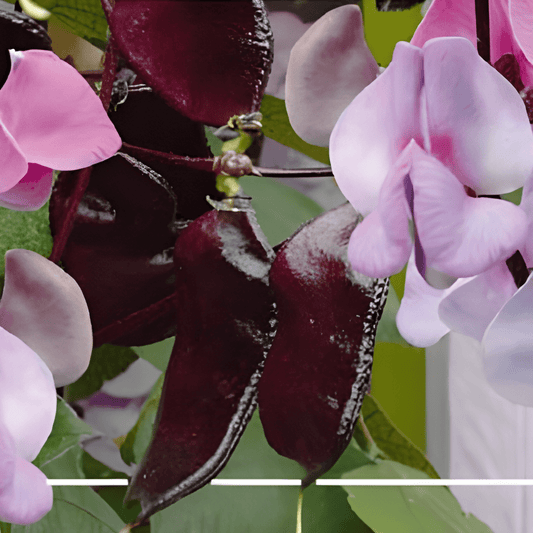 Hyacinth Bean Seeds Dolichos Lablab Violet Flowering Climber