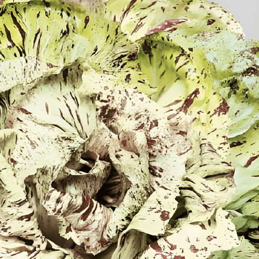 Chicory Seeds Cichorium Intybus L Castelfranco Decorative Vegetable