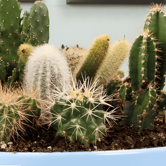 Cactus Seeds Ferocactus Wislizeni All-Round Mixture
