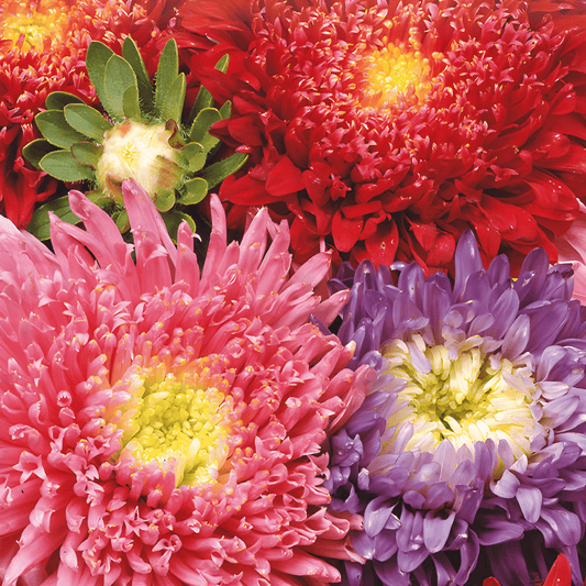 Summer Aster Seeds Callistephus Chinensis Mixed Colors