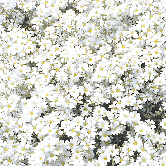 White Mouse-ear Chickweed Seeds Cerastium Biebersteinii Perennial Flowers