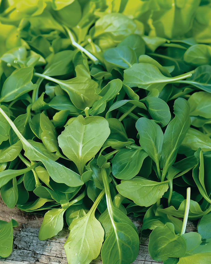 Corn Salad Volhart 2 Seeds Valerianella Locusta Vegetables