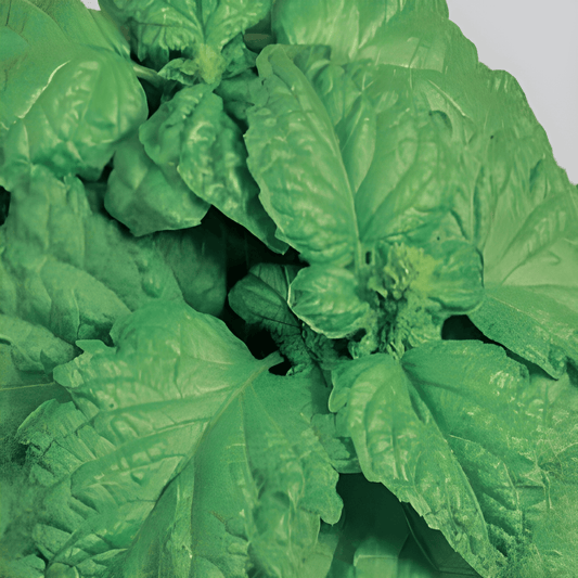 Lettuce Leaf Basil Seeds Ocimum Basilicum L. Large Fragrant Leaves