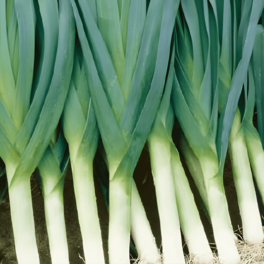 Swiss Giants Leek Seeds Allium Porrum Vegetable Variety