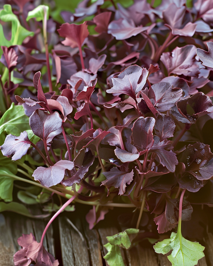 Mustard Red Frills Microgreens Seeds Brassica Juncea Vegetable
