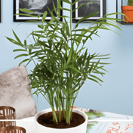 Mexican Dwarf Palm Seeds Chamaedorea Elegans Mountain Palm