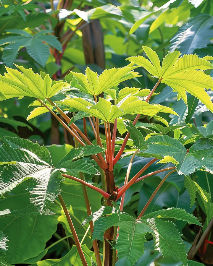 Ricinus Communis Wonderboom Seeds Fast Growing Flower Seeds