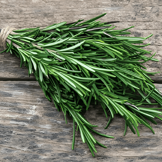 Rosemary Seeds Salvia Rosmarinus Perennial Culinary Herb Shrub