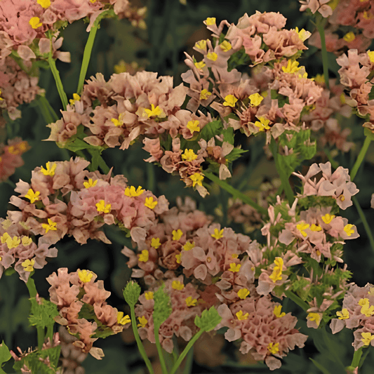 Lamsoor Seeds Limonium Sinuatum Apricot Shades Flowers