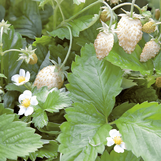 Wild Strawberry Seeds Fragaria Vesca Yellow Cream Sweet Flavor