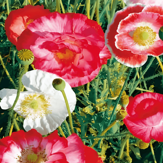 Mixed Poppy Seeds Papaver Rhoeas Striking Large Flower Seeds