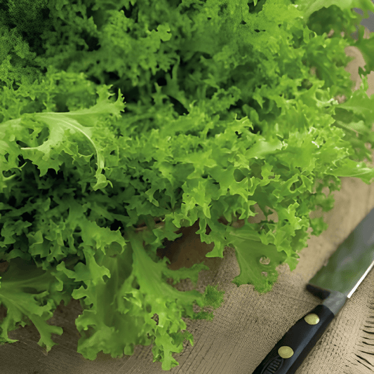 Curly Endive Seeds Fine Curl Yellow Cichorium Endivia Vegetable Variety