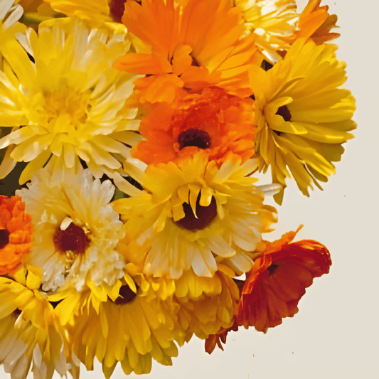 Organic Marigold Seeds Calendula Officinalis Pacific Beauty Seeds