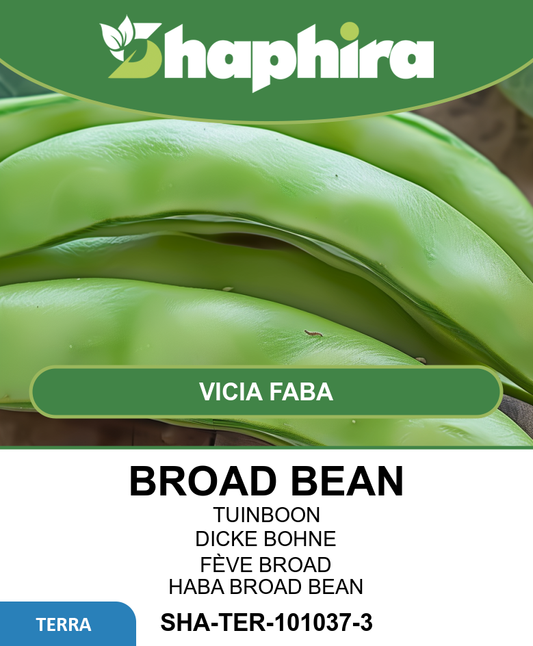 Broad Beans Witkiem Major Vicia Faba Seeds 75 Grams Early Variety