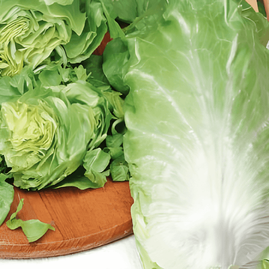 Green Chicory Seeds Cichorium Intybus Early Self Closing Variety