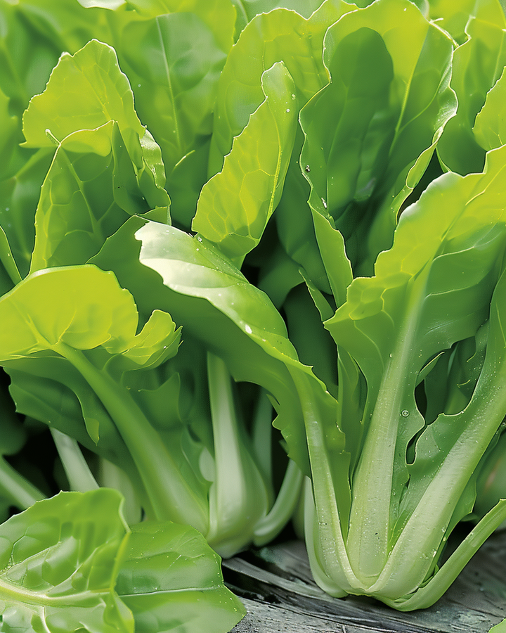 Chicory Seeds Cichorium Intybus Cicoria Bonda Broad Leaf Variety