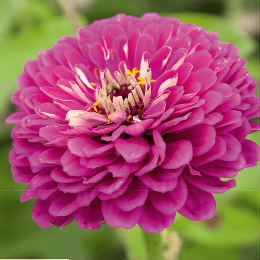 Zinnia Royal Purple Seeds Zinnia Elegans Vibrant Flowering Annual