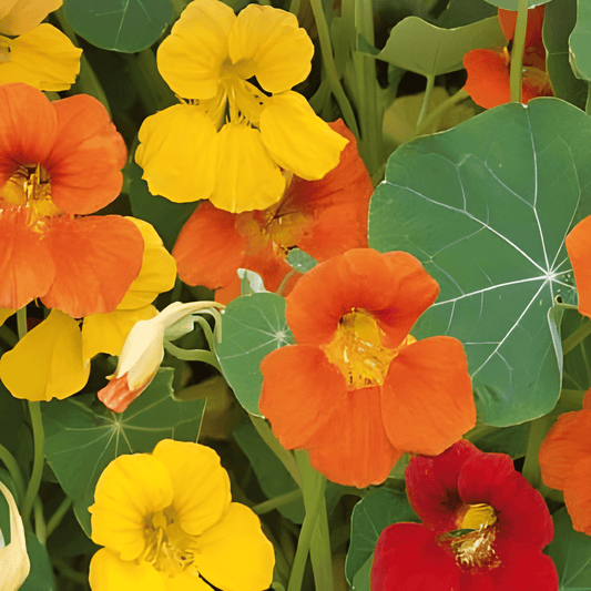 Nasturtium Seeds Tropaeolum Majus Single-Flowered Mixed Variety