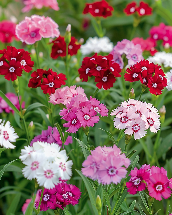 Dianthus Thousand Beauties Seeds Single-flowered Mix Dianthus Barbatus