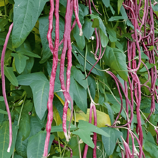 Purple Yardlong Beans Vigna Sesquipedalis Seeds Long Purple Pods
