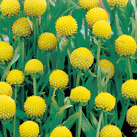 Cephalophora Pineapple Flower Cephalophora Aromatica Seeds