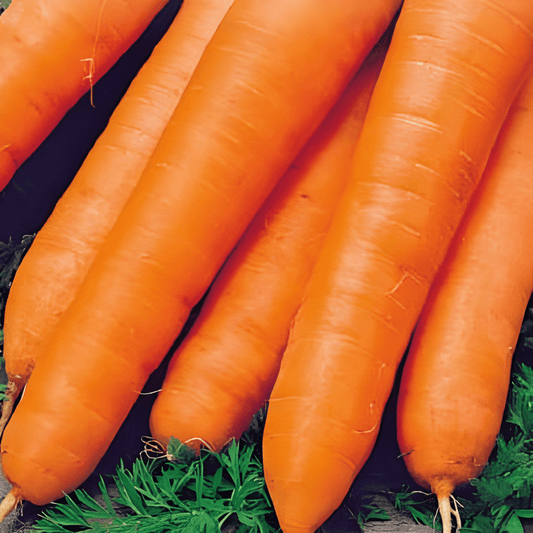 Winter Carrot Seeds Daucus Carota Bergen F1 Winter Variety