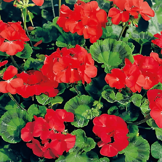 Geranium Mustang F1 Seeds Pelargonium F1 Mustang Cherry Red