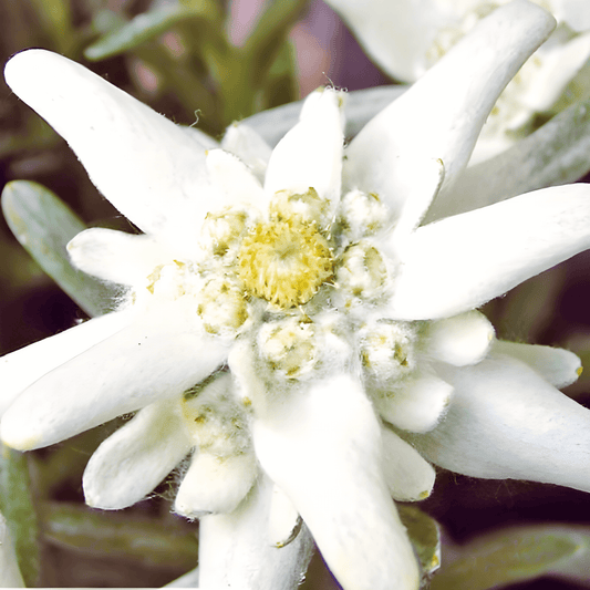 Edelweiss Seeds Leontopodium Alpinum Alpine Flower Perennial Seeds