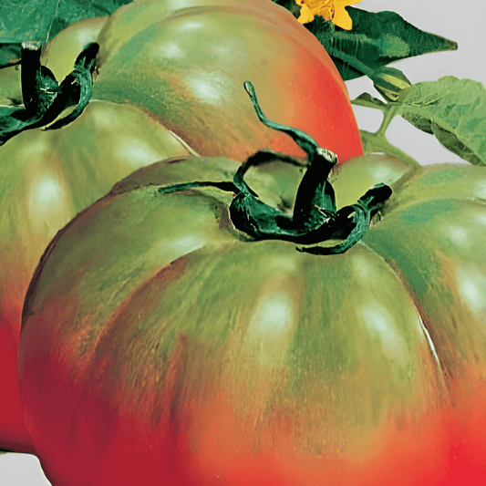 Pomodoro Pantano Tomato Seeds Solanum Lycopersicum L. Variety