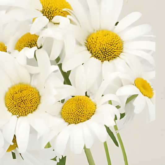 Organic Chrysanthemum Leucanthemum Margriet May Queen Seeds