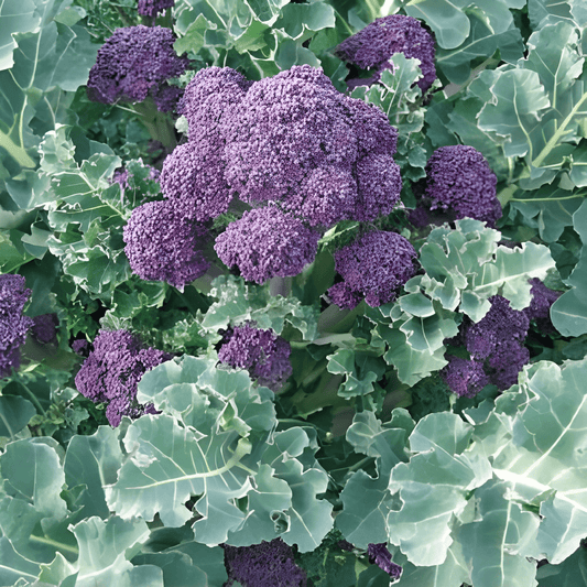 Purple Broccoli Seeds Brassica Oleracea Summer Variety