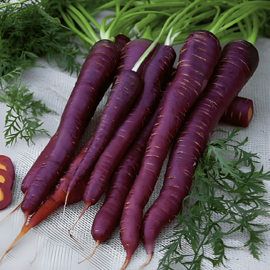 Summer Carrot Purple Elite F1 Seeds Daucus Carota Vegetable Variety