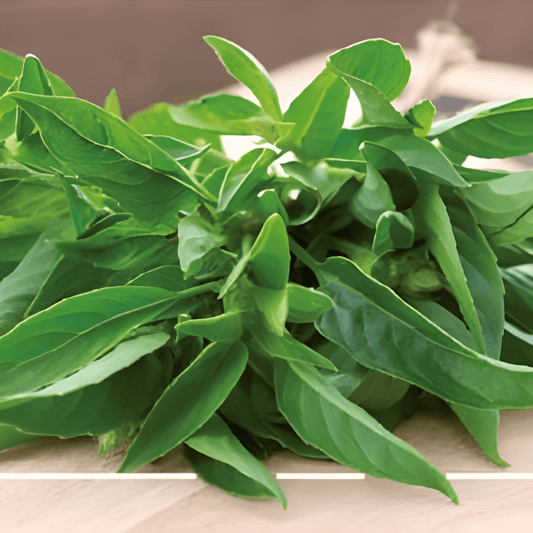 Lemon Basil Seeds Ocimum Basilicum Var Citriodorum Culinary Herb