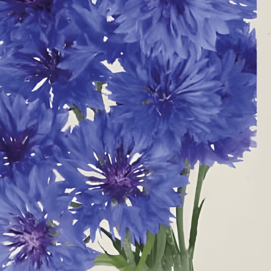 Organic Cornflower Blue Ball Centaurea Cyanus Seeds