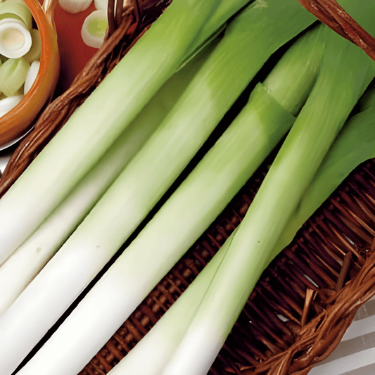 Summer Leek Seeds Swiss Giants Allium Porrum Early Harvest