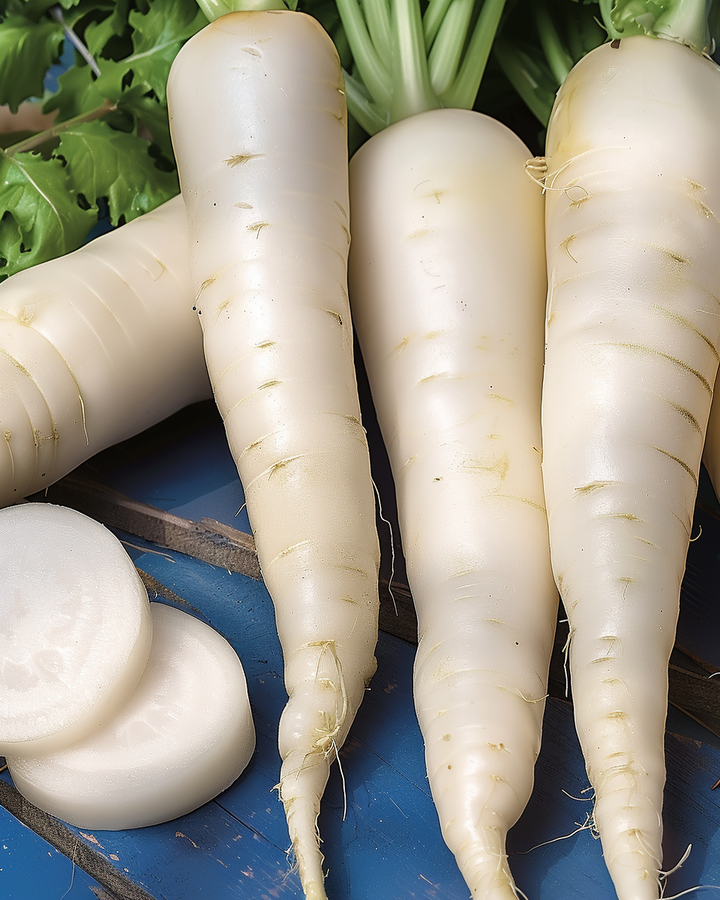 Daikon Radish Seeds Raphanus Sativus April Cross F1 Hybrid