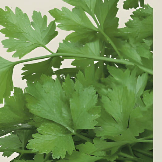 Organic Parsley Seeds Petroselinum Crispum Gigante D’Italia Variety