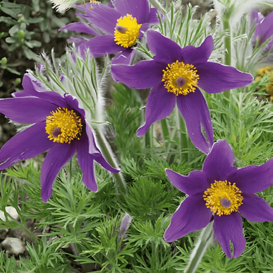 Pulsatilla Vulgaris Seeds Early Blooming Pasque Flower Seeds