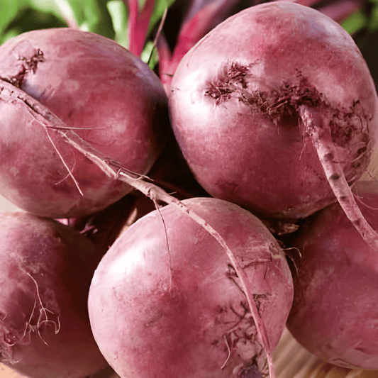 Red Beet Seeds Beta Vulgaris Kogel 5 Vegetable Variety