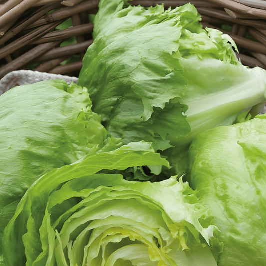 Iceberg Lettuce Seeds Calmar Lactuca Sativa Crisp Head Variety