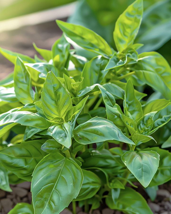 Small-leaved Basil Seeds Ocimum Basilicum Aromatic Herb Variety