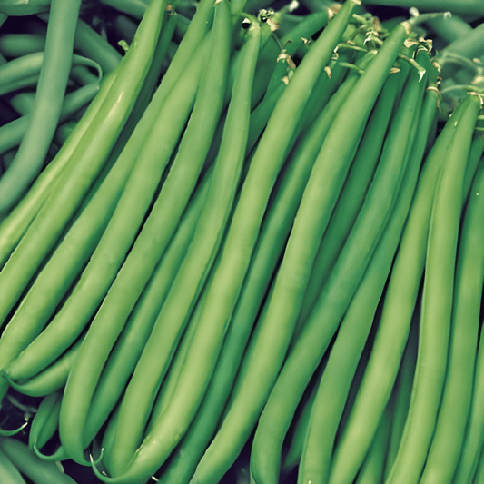Green Beans Kylian Seeds Phaseolus Vulgaris Productive Pole Beans