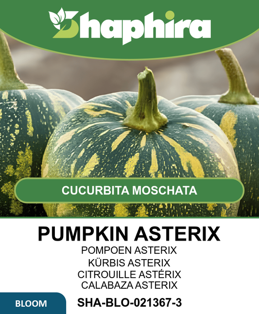 Pumpkin Asterix Seeds Cucurbita Moschata Juicy Flavorful Orange Flesh