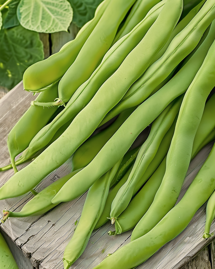 Bush Snap Bean Seeds Admires Phaseolus Vulgaris 100g Vegetables