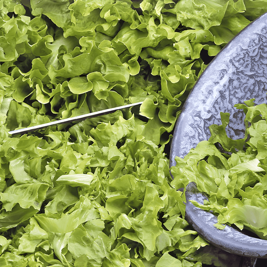 Endive Yellow Volhart Cichorium Endivia Vegetable Seeds