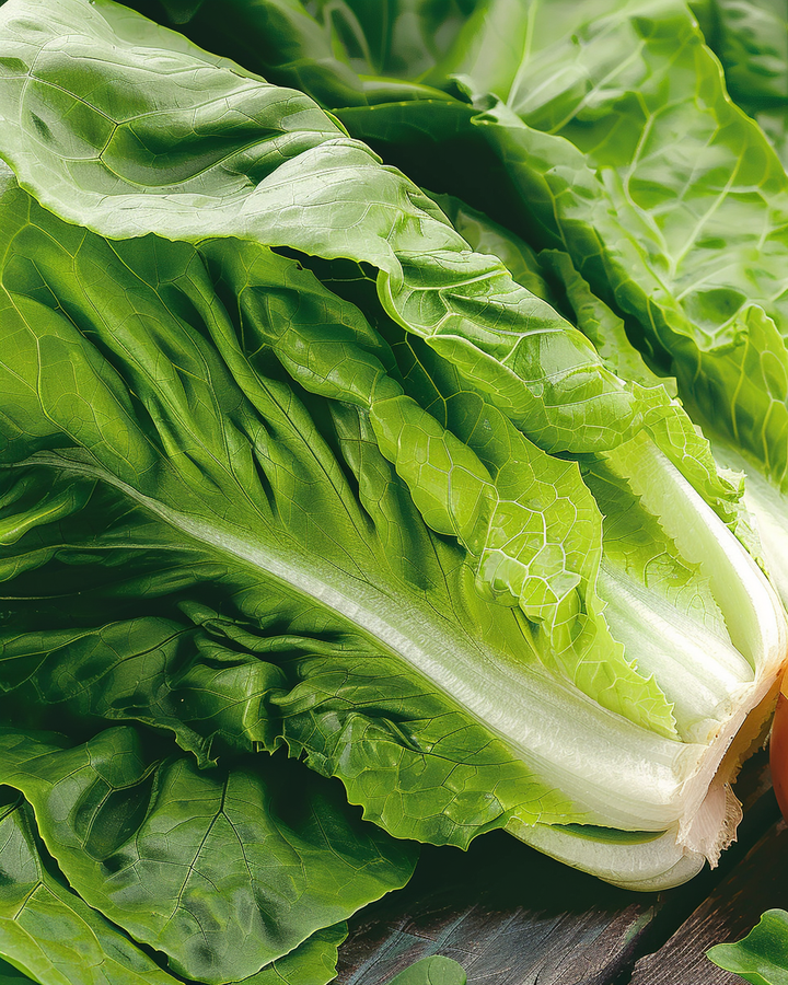 Romaine Lettuce Seeds Lactuca Sativa Smooth Self Closing Variety