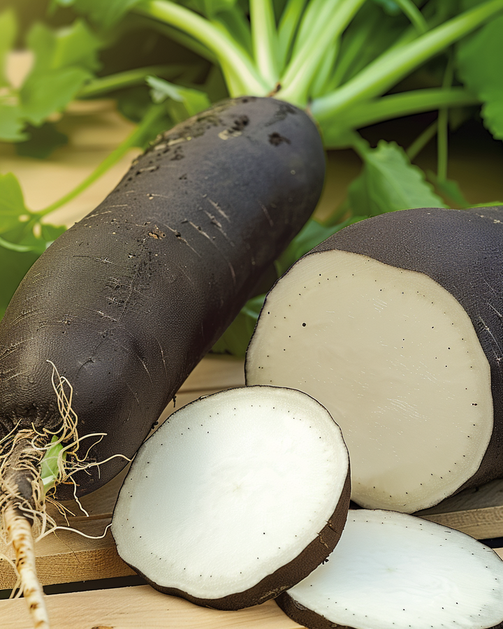 Daikon Radish Seeds Raphanus Sativus Subsp Niger Long Variety
